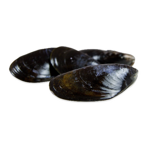 Mussels